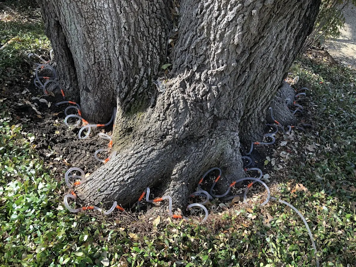 Detailed Tree Cabling and Bracing job site in Elbert