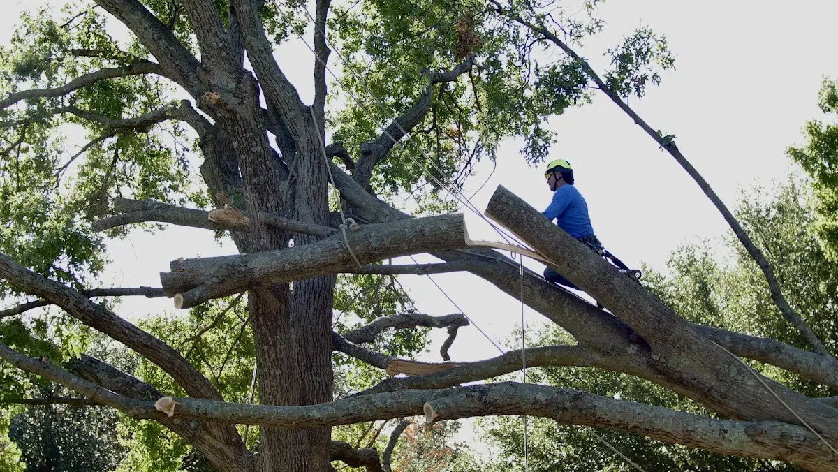 Professional Crown Thinning performed by certified arborists in Elbert