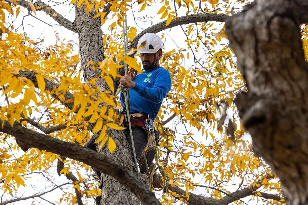 Skilled Tree Pruning crew working in Elbert
