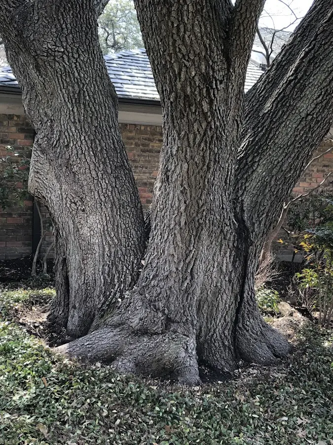 Mature heritage tree close to a Elbert property cared for by certified arborists